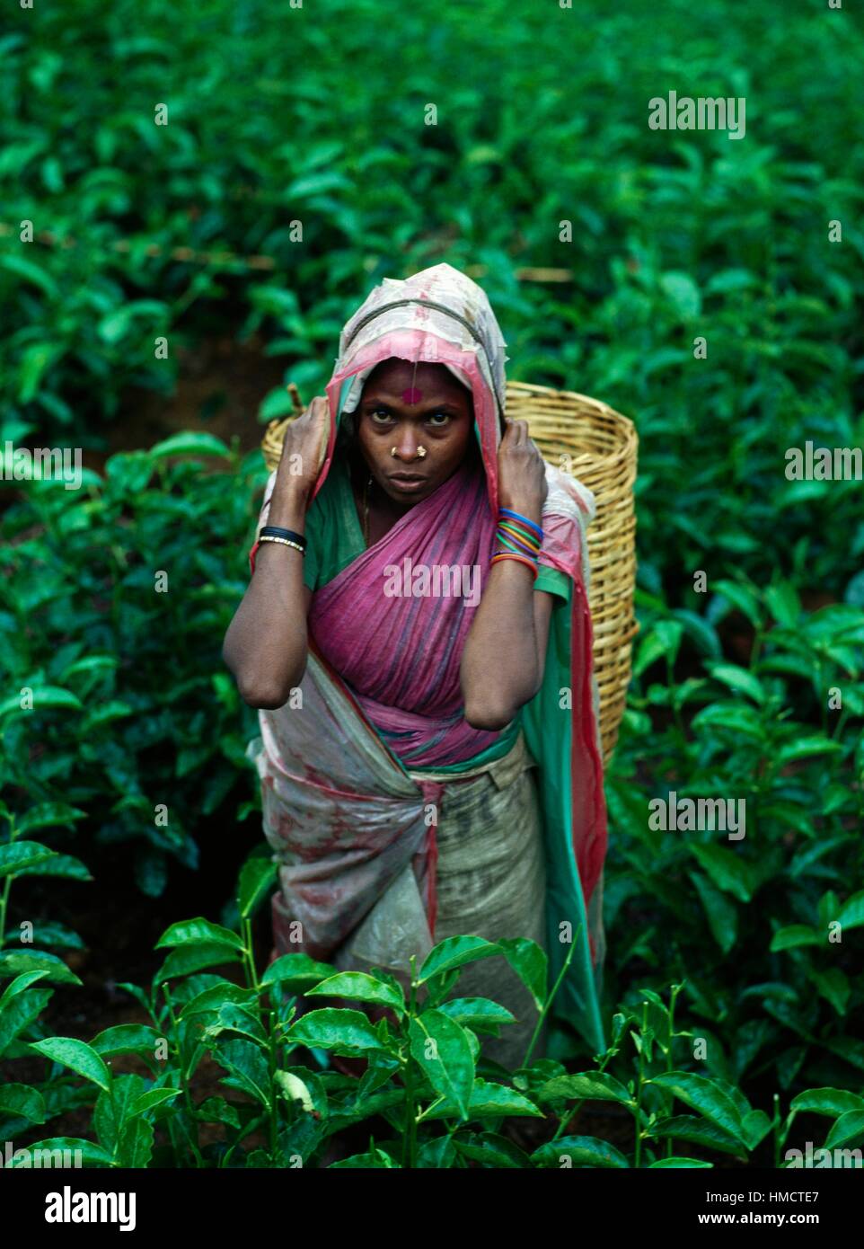 Femme portant un panier sur son dos pendant la récolte de thé, Sri Lanka. Banque D'Images