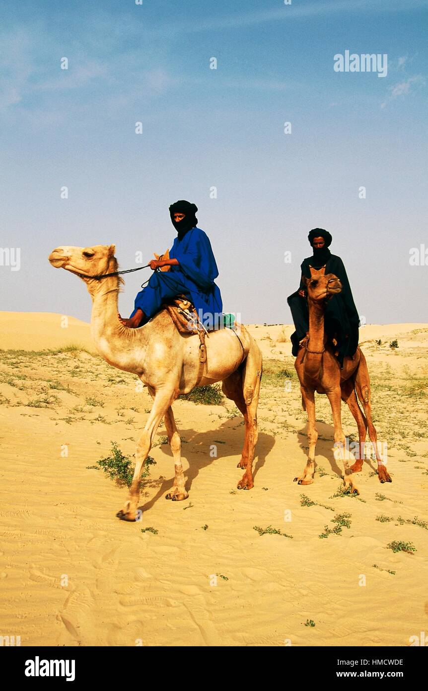 Les hommes portant des tagelmusts touareg autour de leurs têtes et visages chameaux dans le désert du Sahara au nord de Tombouctou, au Mali. Banque D'Images