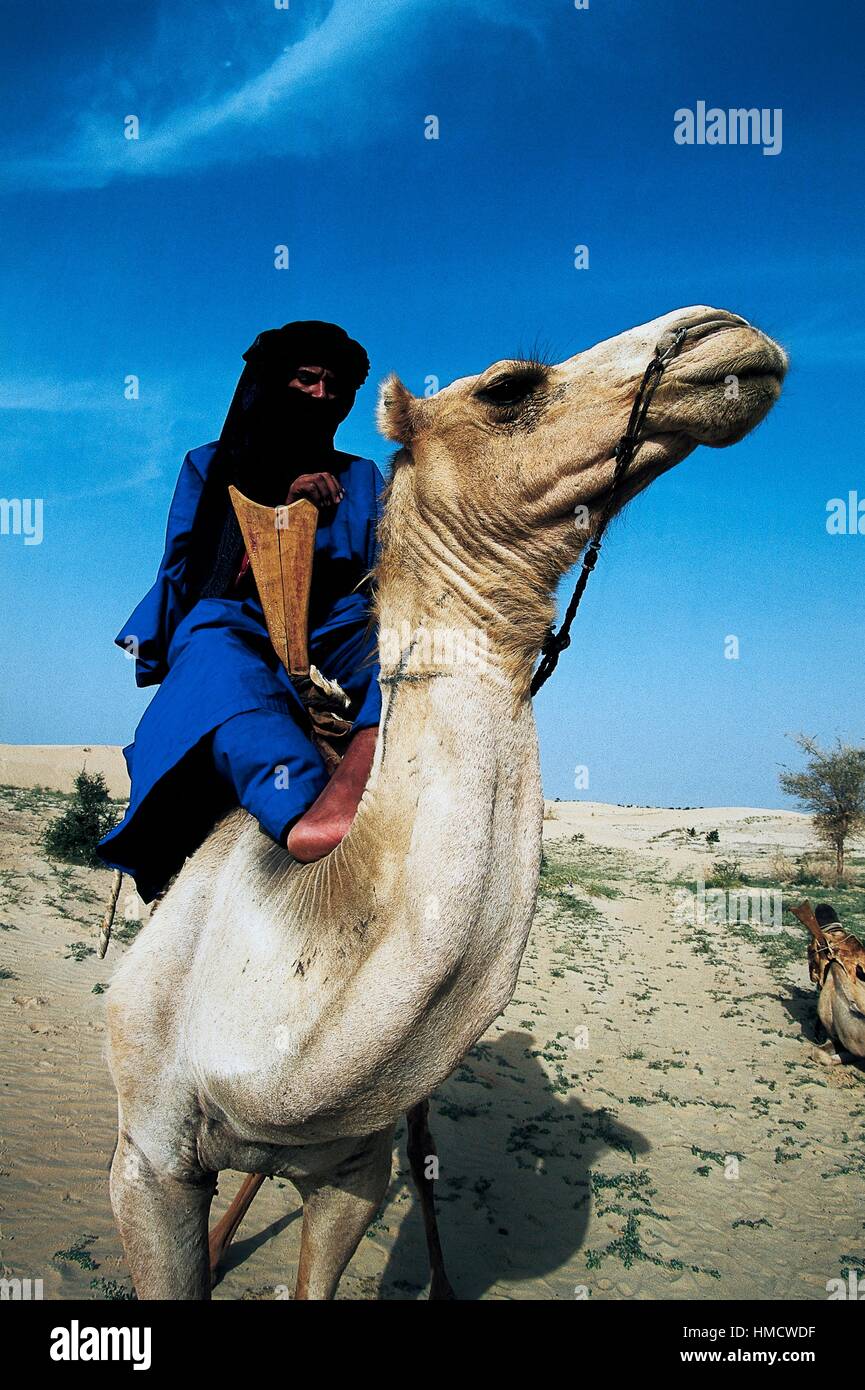 Homme portant une tagelmust touareg autour de sa tête et le visage sur un chameau dans le désert du Sahara au nord de Tombouctou, au Mali. Banque D'Images
