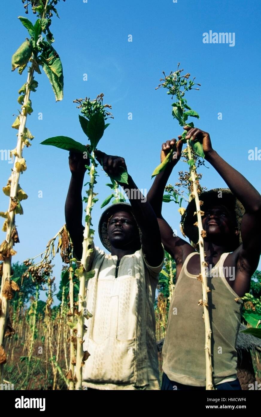 La récolte de tabac, les hommes, les Senoufo Côte d'Ivoire. Banque D'Images