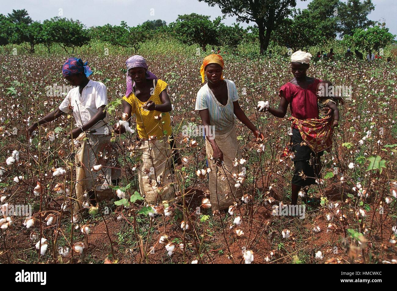 La récolte de coton, les femmes sénoufo de Korhogo, Côte d'Ivoire. Banque D'Images