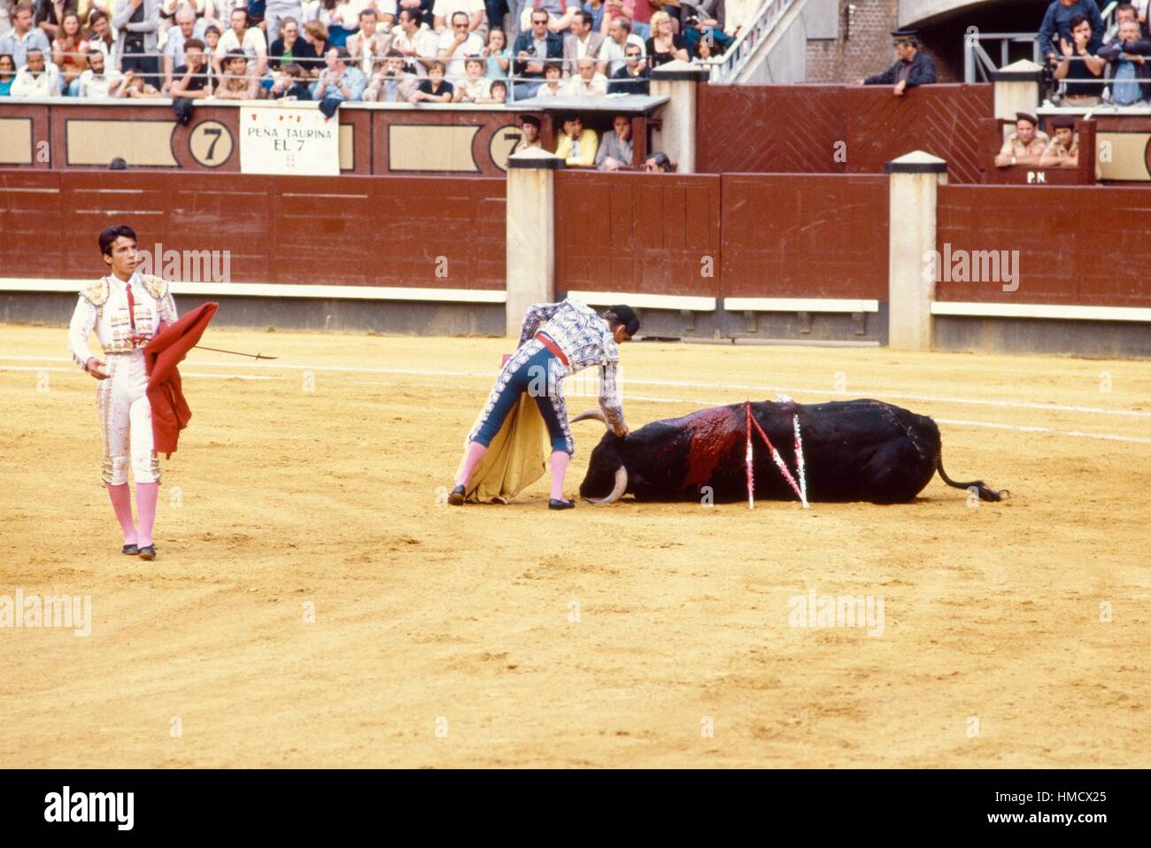 Bull sur le terrain bloqué par des barbelés (bâtons), scène de corrida banderilles, Madrid, Espagne. Banque D'Images