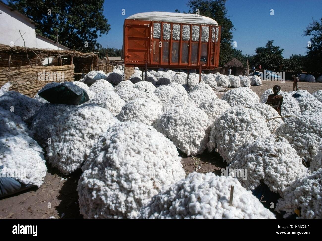 Balles de coton dans la région de Maroua, Cameroun. Banque D'Images