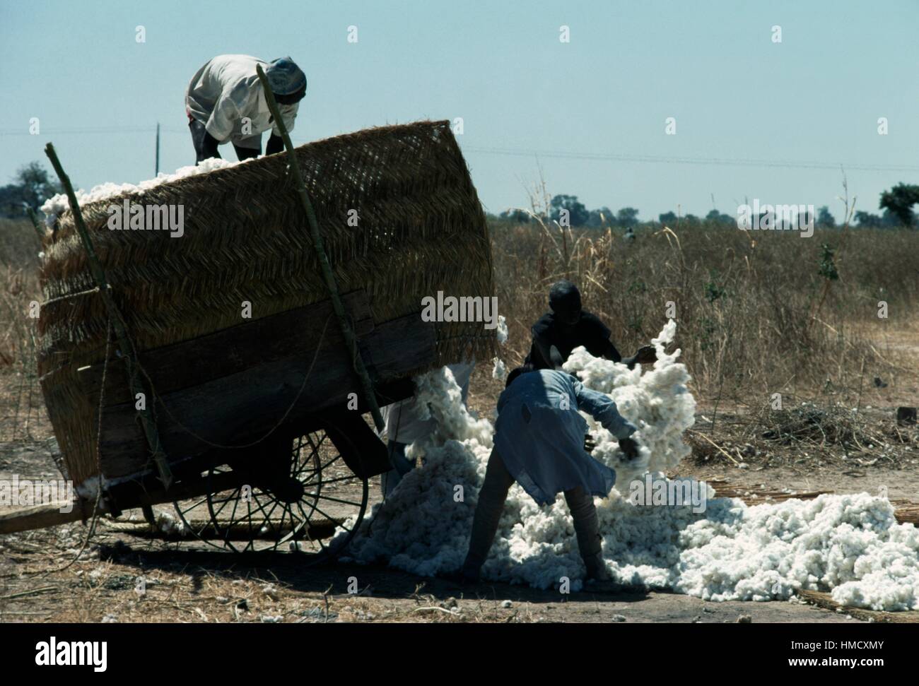 Les hommes de coton de chargement sur un panier dans la région de Maroua, Cameroun. Banque D'Images