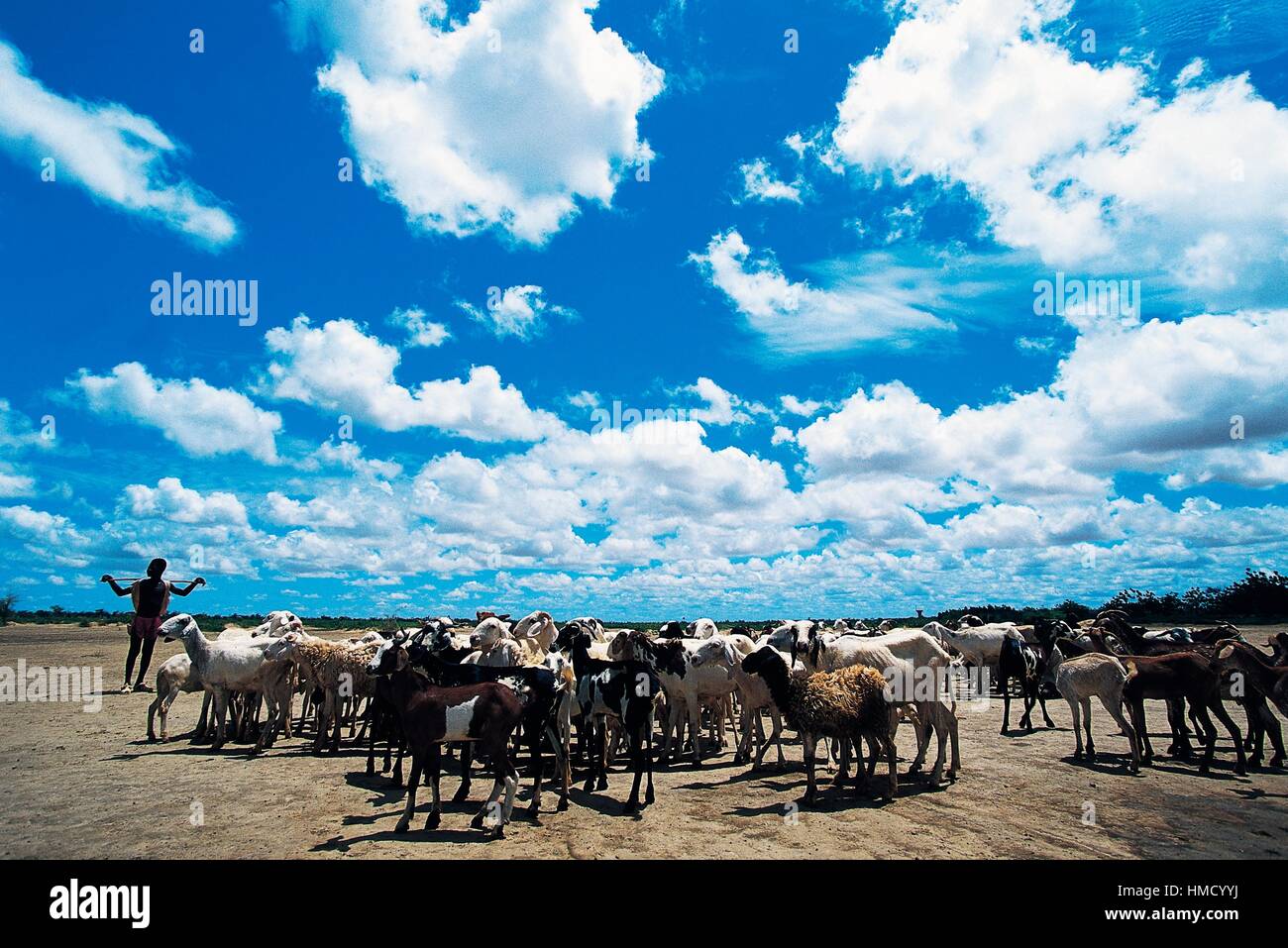 Berger avec son troupeau de moutons de Macina, Sahel, au Mali. Banque D'Images