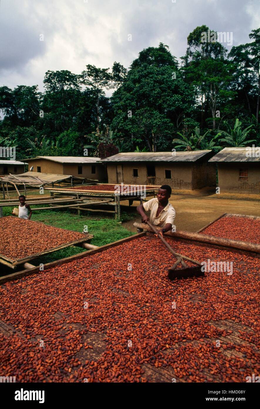 La transformation d'un homme de cacao sec, près d'Ebolowa, Cameroun. Banque D'Images