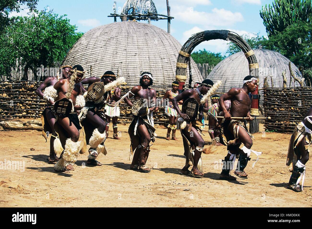 Les guerriers zoulous lors d'une danse traditionnelle, Ngoma, village zoulou, KwaZulu-Natal, Afrique du Sud. Banque D'Images