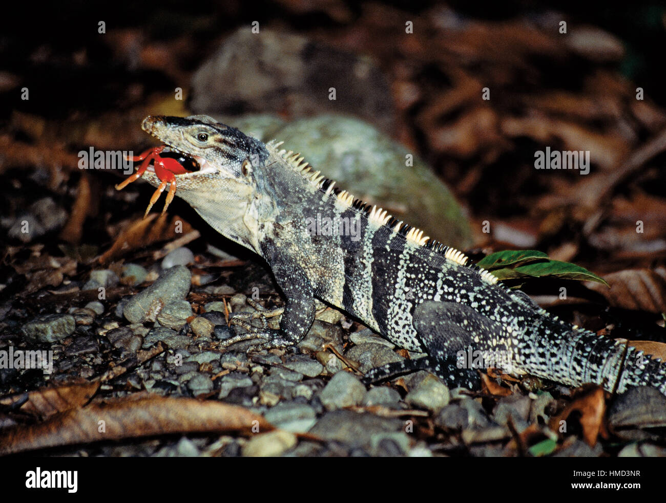 Homme l'iguane noir (Ctenosaura similis). manger du crabe Halloween (Gecarcinus quadratus) dans la région de Parc National Manuel Antonio, Costa Rica Banque D'Images