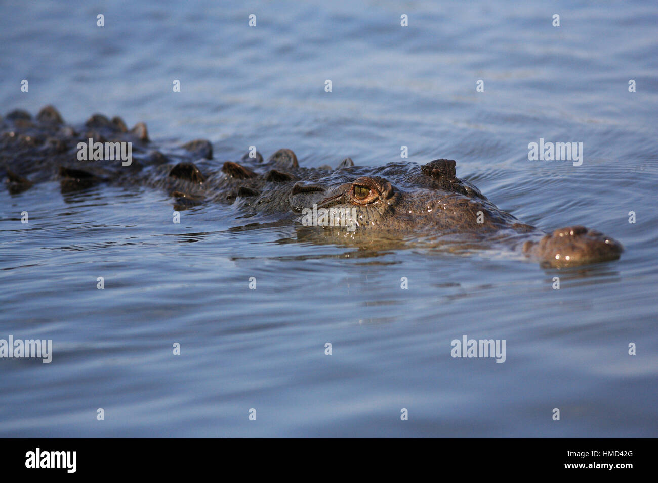 Crocodile (Crocodylus acutus), Rivière Herradura, Costa Rica. Banque D'Images