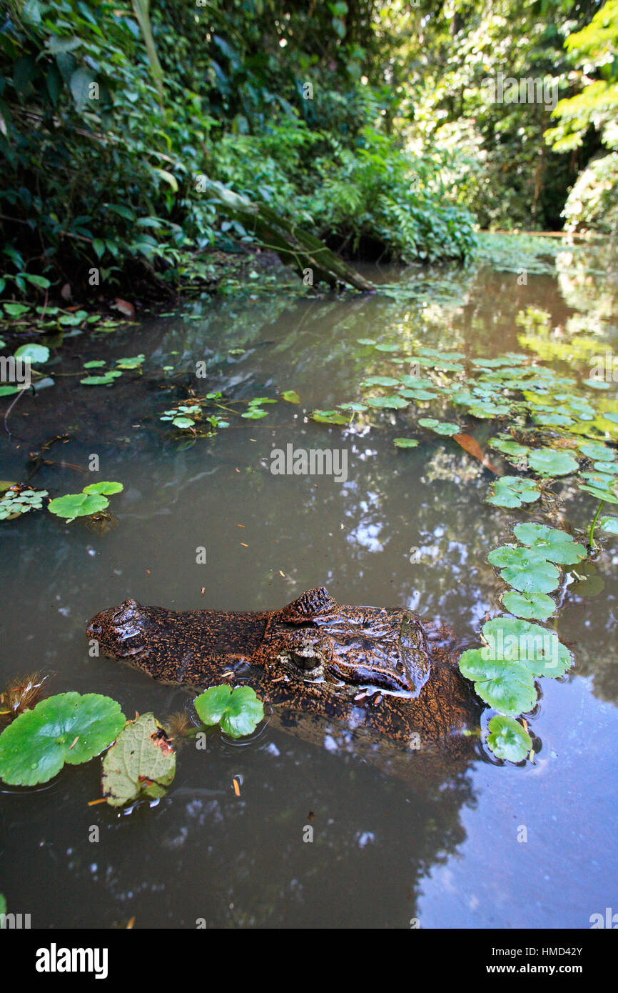 Caïman à lunettes (Caiman crocodilus) en forêt naturelle canal, Parc National de Tortuguero, Costa Rica. Banque D'Images
