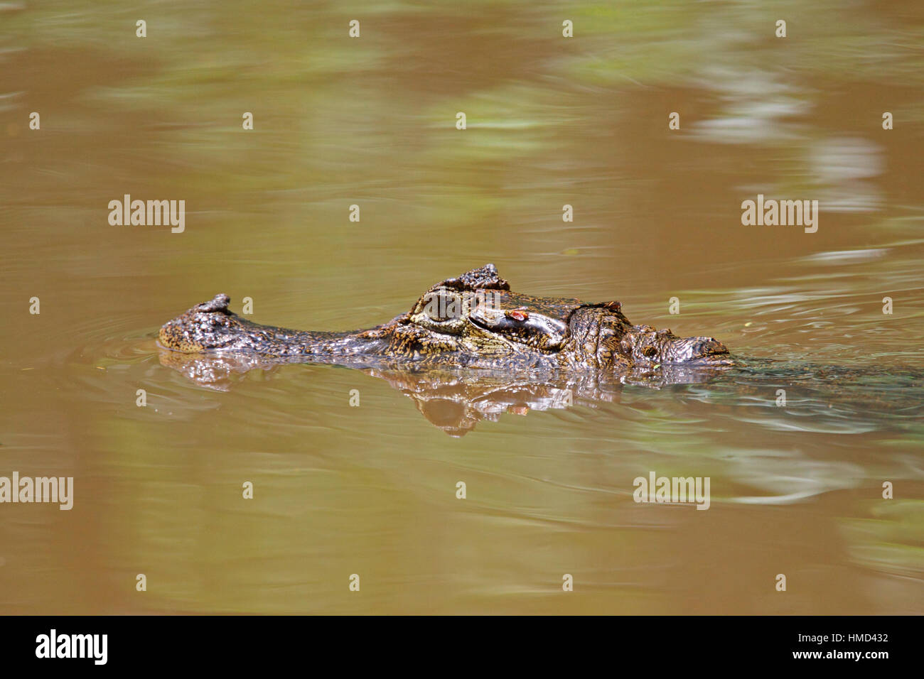 Caïman à lunettes (Caiman crocodilus) baignade dans la forêt tropicale naturelle canal, Parc National de Tortuguero, Costa Rica. Banque D'Images