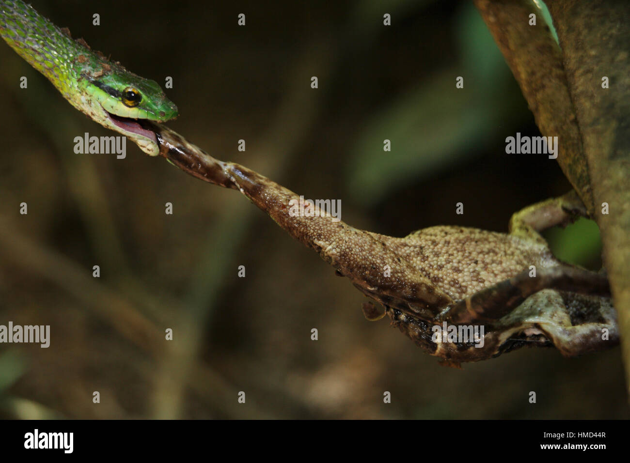 Perroquet vert serpent (Leptophis ahaetulla) prendre une à peau lisse (Bufo) haematiticus sur une rive du fleuve. Parc national de Corcovado, péninsule d'Osa, C Banque D'Images