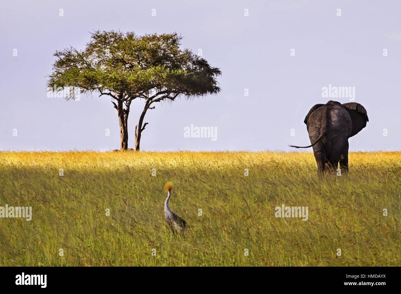 Parc national de Serengeti Tanzanie Paysage avec des animaux isolés éloignés d'acacia, d'oiseaux et d'éléphants sur Horizon Banque D'Images