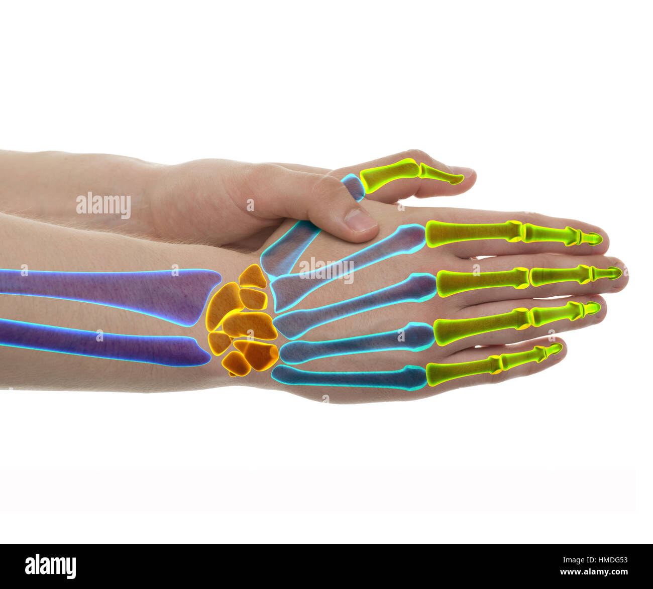 Les os à la main couleurs séparées - Studio shot avec 3D illustration isolé sur fond blanc Banque D'Images