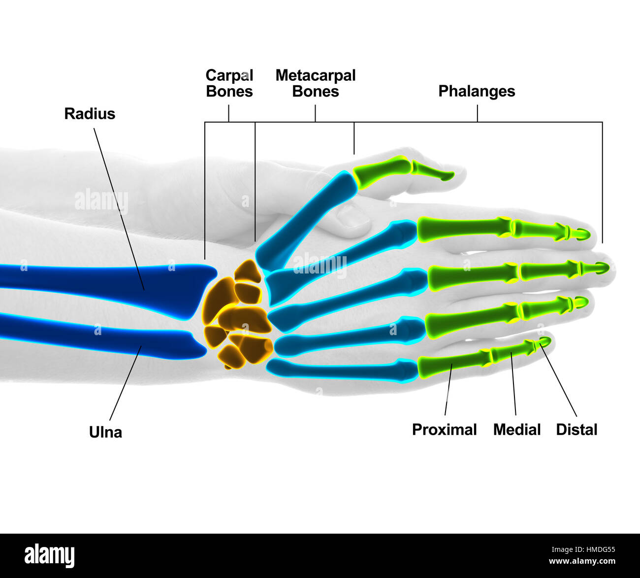Les os de la main et du poignet - Studio shot avec 3D illustration isolé sur fond blanc Banque D'Images