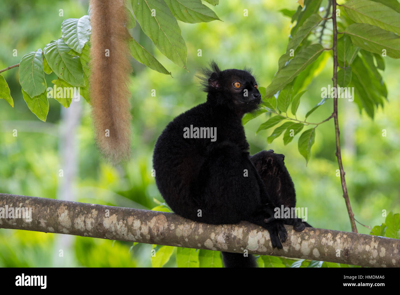 Madagascar, Nosy Be (Big Island) au large de la côte nord-ouest de la partie continentale de Madagascar. Lémurien noir sauvage, de sexe masculin (Eulemur macaco) avec la queue d'un brun fema Banque D'Images