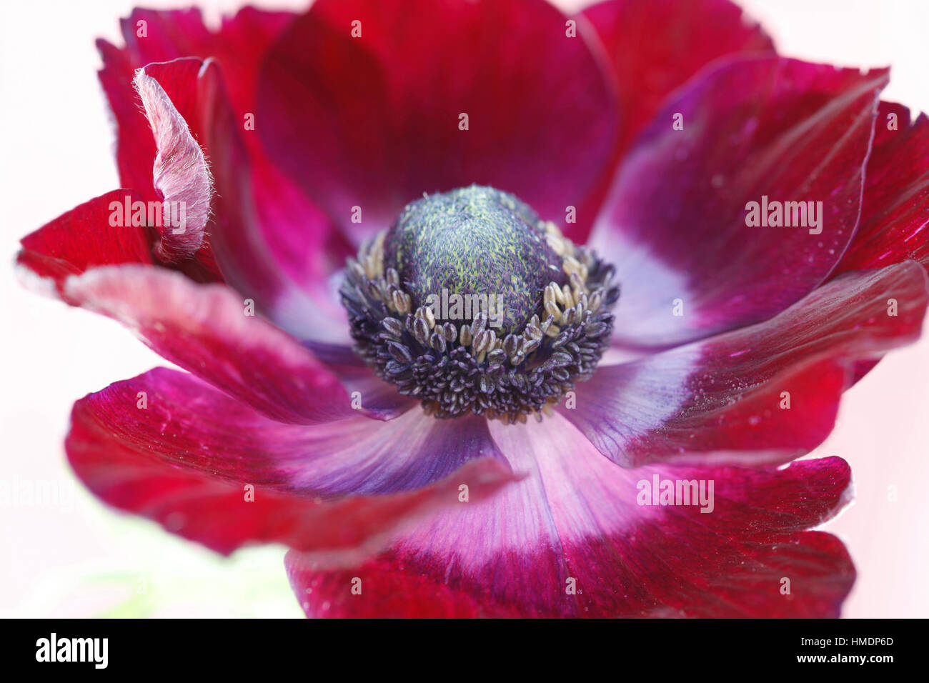 Une seule fleur anémone rouge sur blanc still life - produits frais et contemporain Jane Ann Butler Photography JABP1801 Banque D'Images