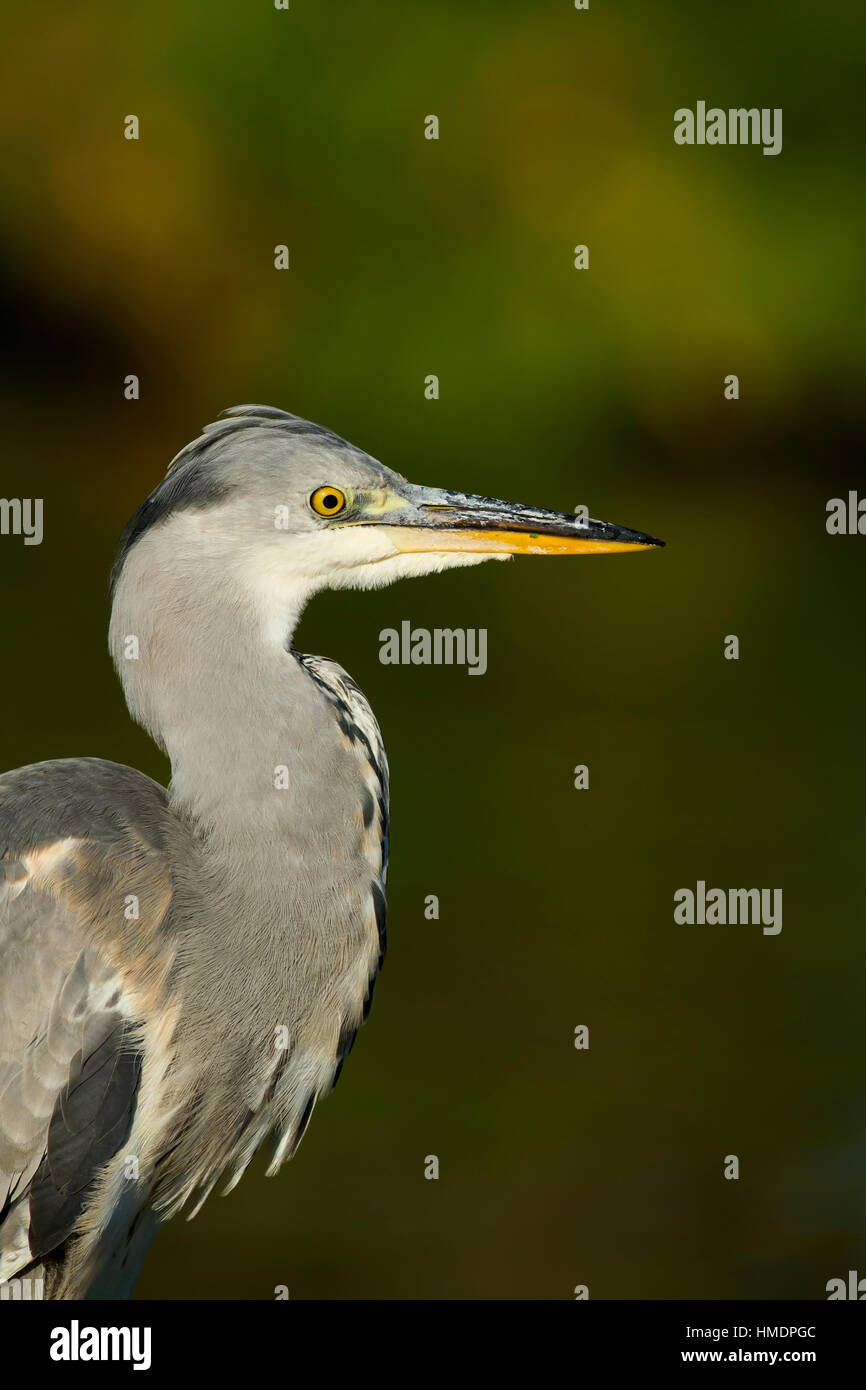 Héron cendré (Ardea cinerea), juvénile, portrait, Angleterre, Royaume-Uni Banque D'Images