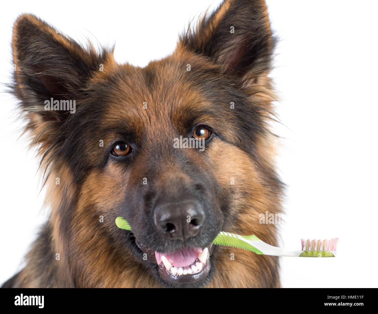 Dog holding toothbrush comme concept d'hygiène dentaire Banque D'Images