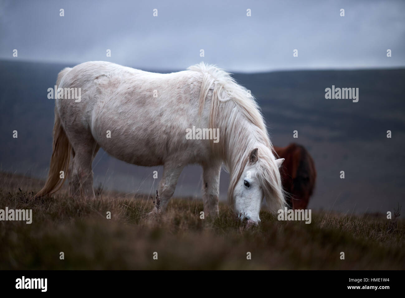 Cheval blanc sauvage sur un flanc de gallois Banque D'Images