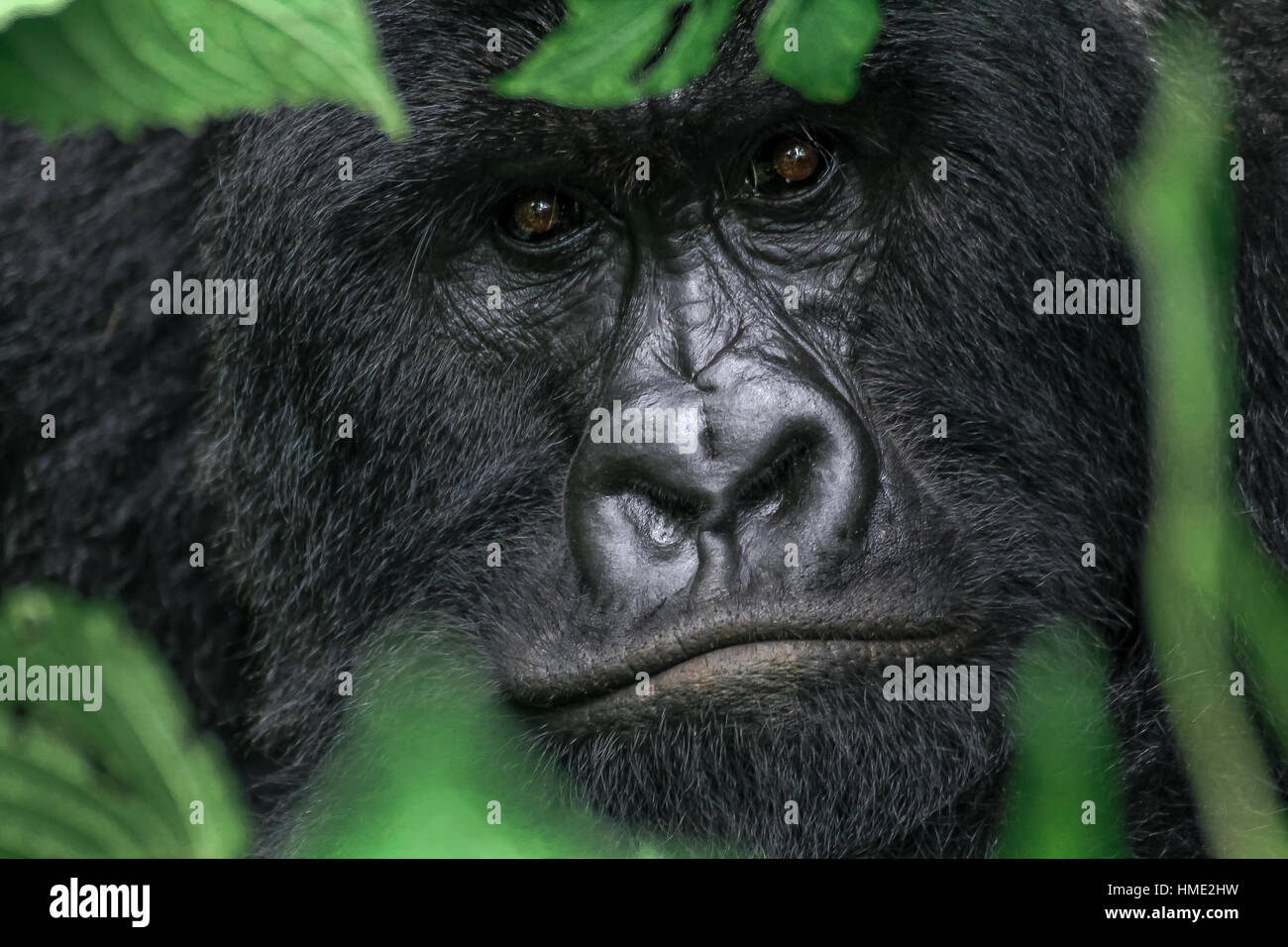 Portrait de gorille de montagne dans les jungles du parc national des Virunga, en République démocratique du congo Banque D'Images