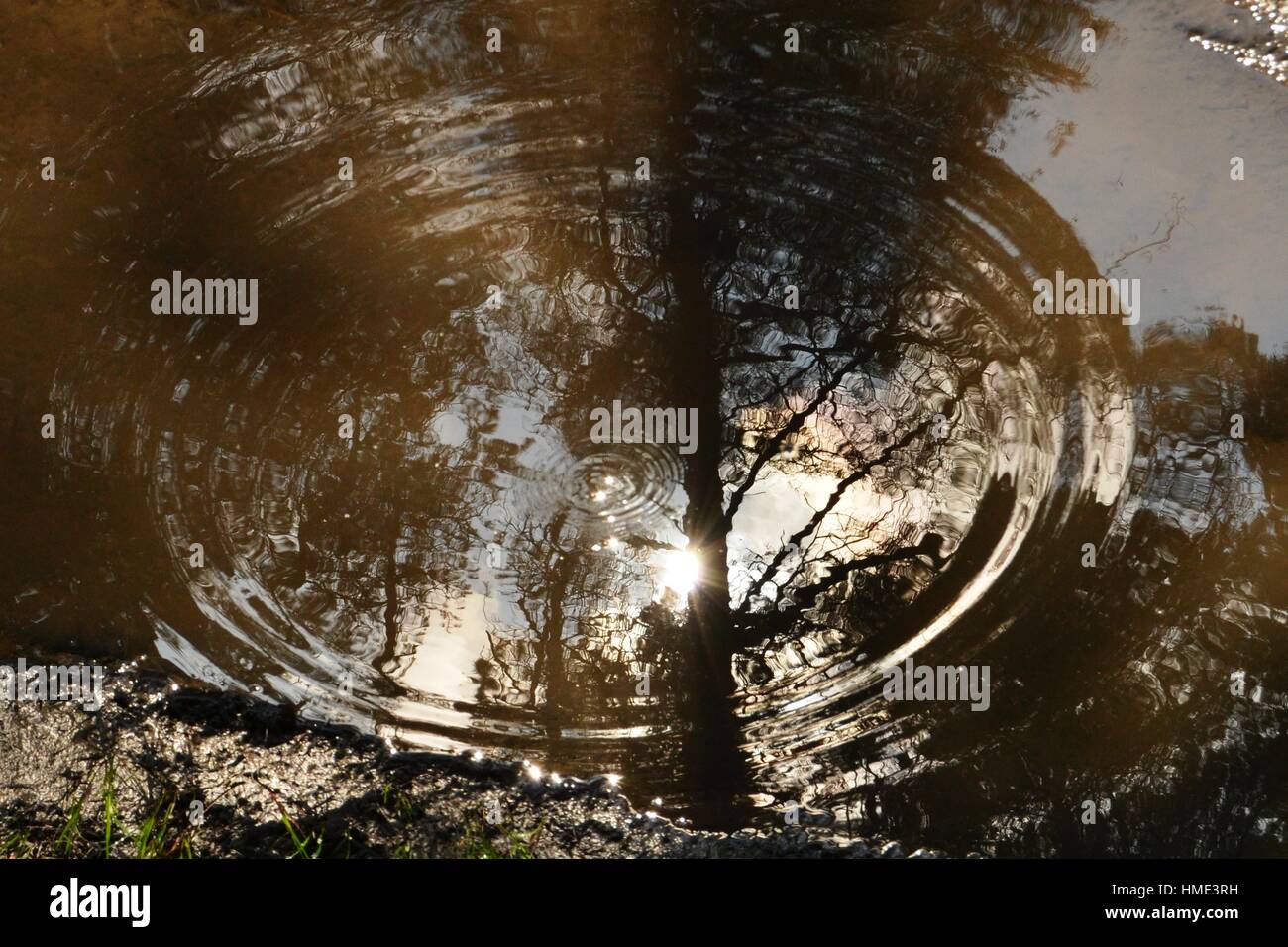 Le reflet du soleil et des arbres dans une flaque boueuse avec ondulations d'une goutte de pluie s'étendant sur la flaque Banque D'Images