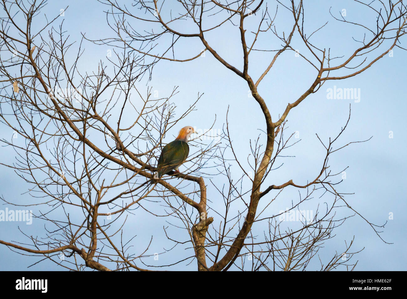 Un pigeon impérial vert (Ducula aenea) est perché sur un arbre à feuilles caduques, une vue matinale dans une zone végétalisée dans le nord de Sulawesi, Indonésie. Banque D'Images