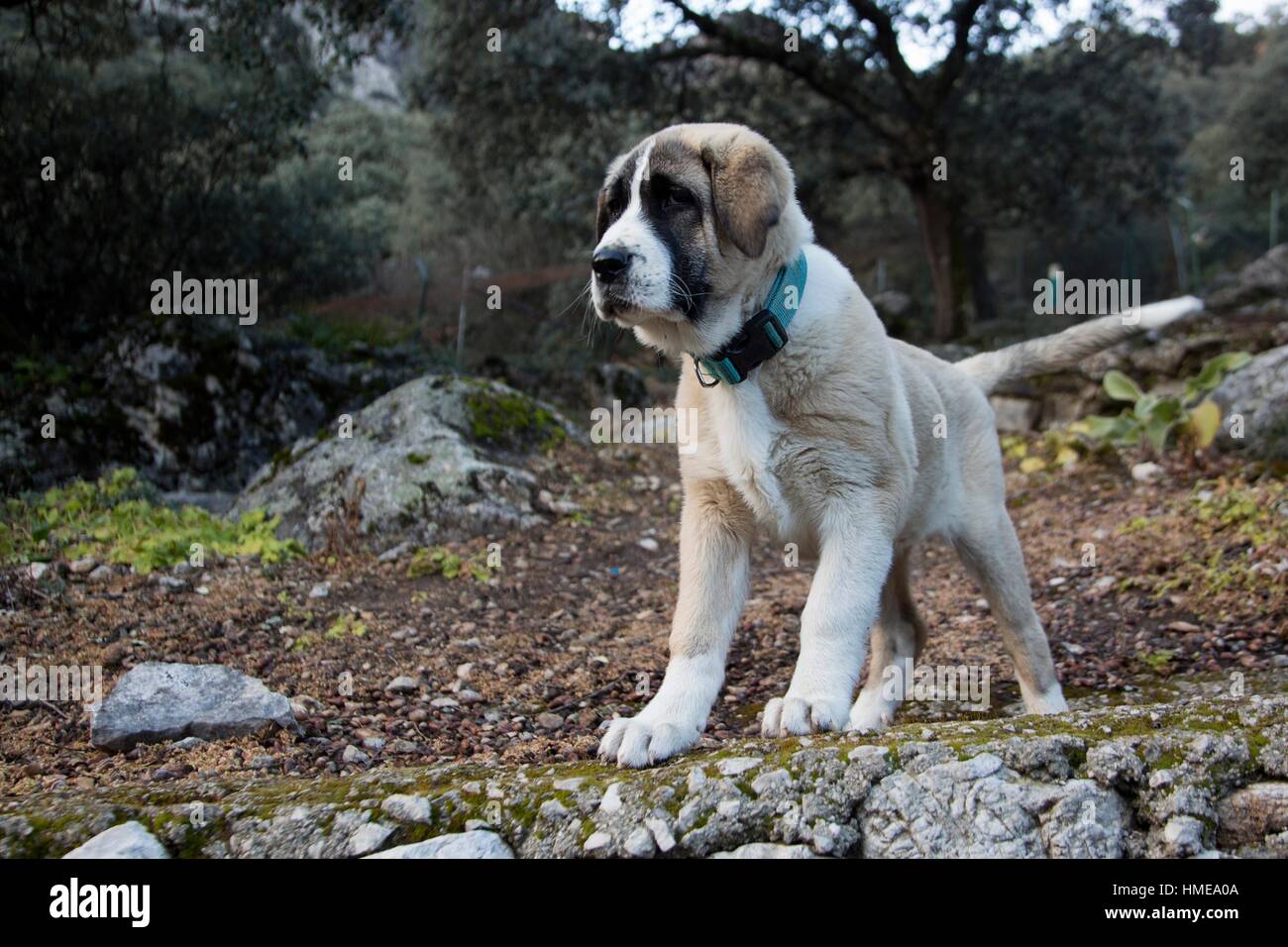 Mâtin Espagnol jeune berger, chien Algámitas, Séville, Andalousie, Espagne,  Europe Photo Stock - Alamy
