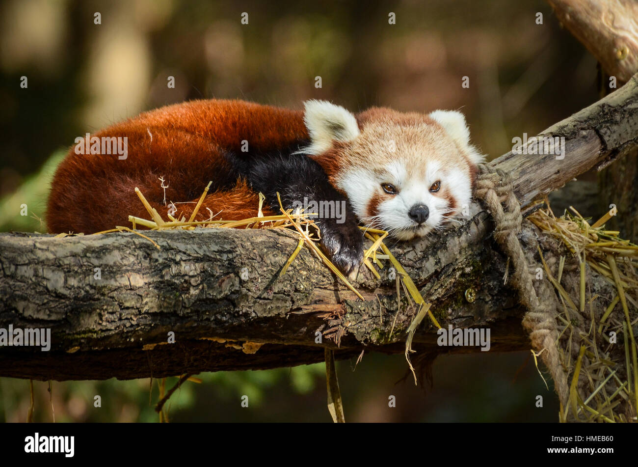 Le panda rouge dormir dans un nid Banque D'Images