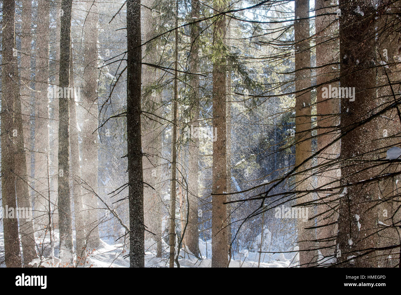 La neige qui tombe des branches d'arbres de pin dans les forêts de conifères époustouflé par rafale de vent en hiver Banque D'Images