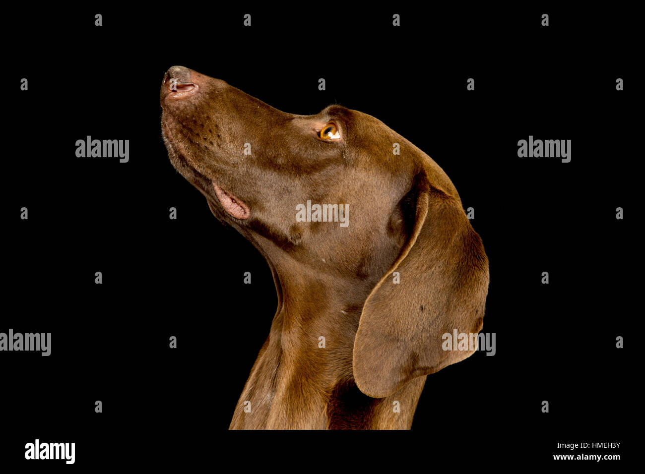 Portrait d'un pointeur aux cheveux courts avec un fond noir Banque D'Images