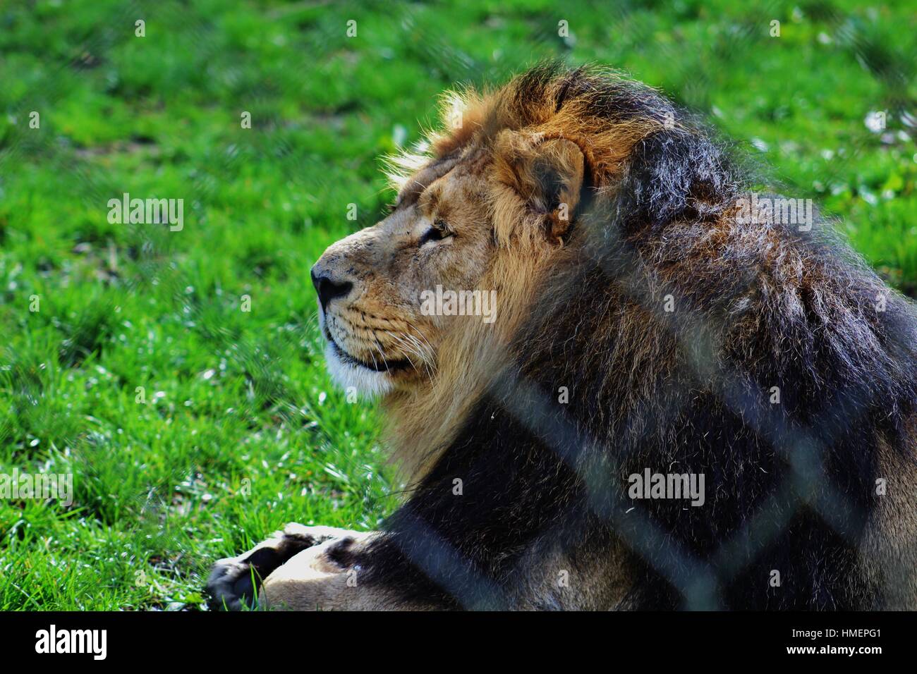 Lion Banque D'Images