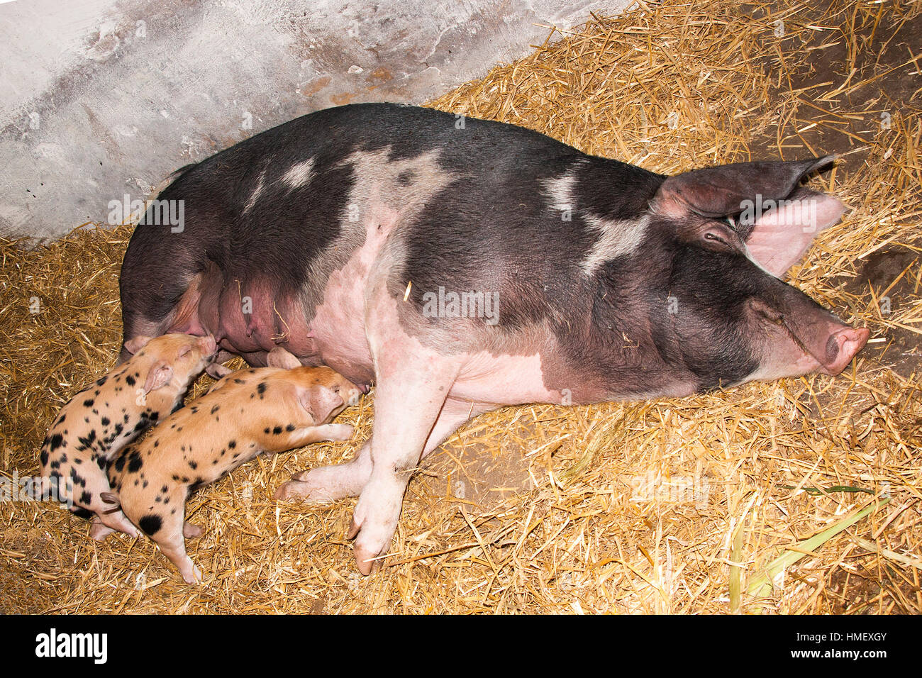 Landrace danois sow avec deux porcelets tachetés de lait de lait Banque D'Images