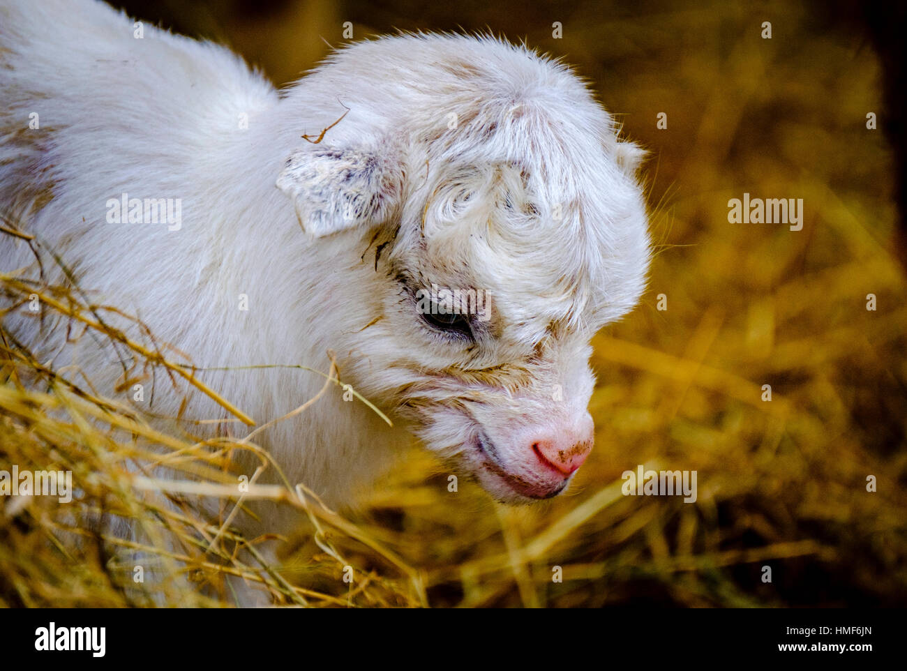 Une chèvre pygmée kid seulement six heures prend un premier regard sur le monde sur une fermette en South Lanarkshire, Écosse Banque D'Images