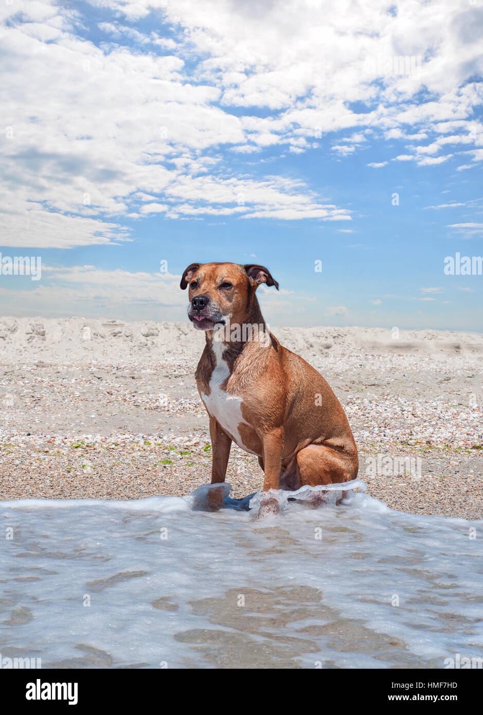 American pit bull terrier est assis sur la plage, journée ensoleillée d'été Banque D'Images