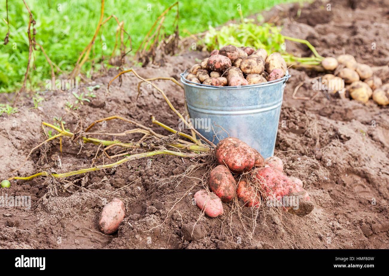 De nouvelles pommes de terre biologiques en godet en métal le potager Banque D'Images