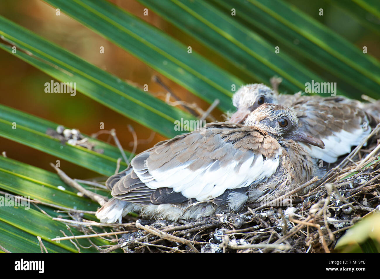 Close up of dove chicks on palm tree nest Banque D'Images