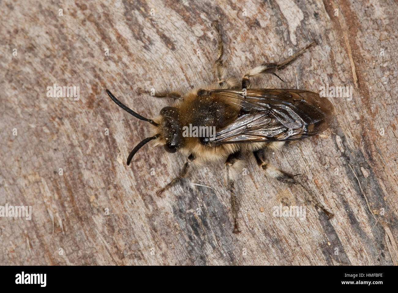 Gemeine Trauerbiene Trauer-Biene Melecta albifrons,,, Melecta punctata, Melecta armata, Kuckucksbiene, Cuckoo bee Banque D'Images