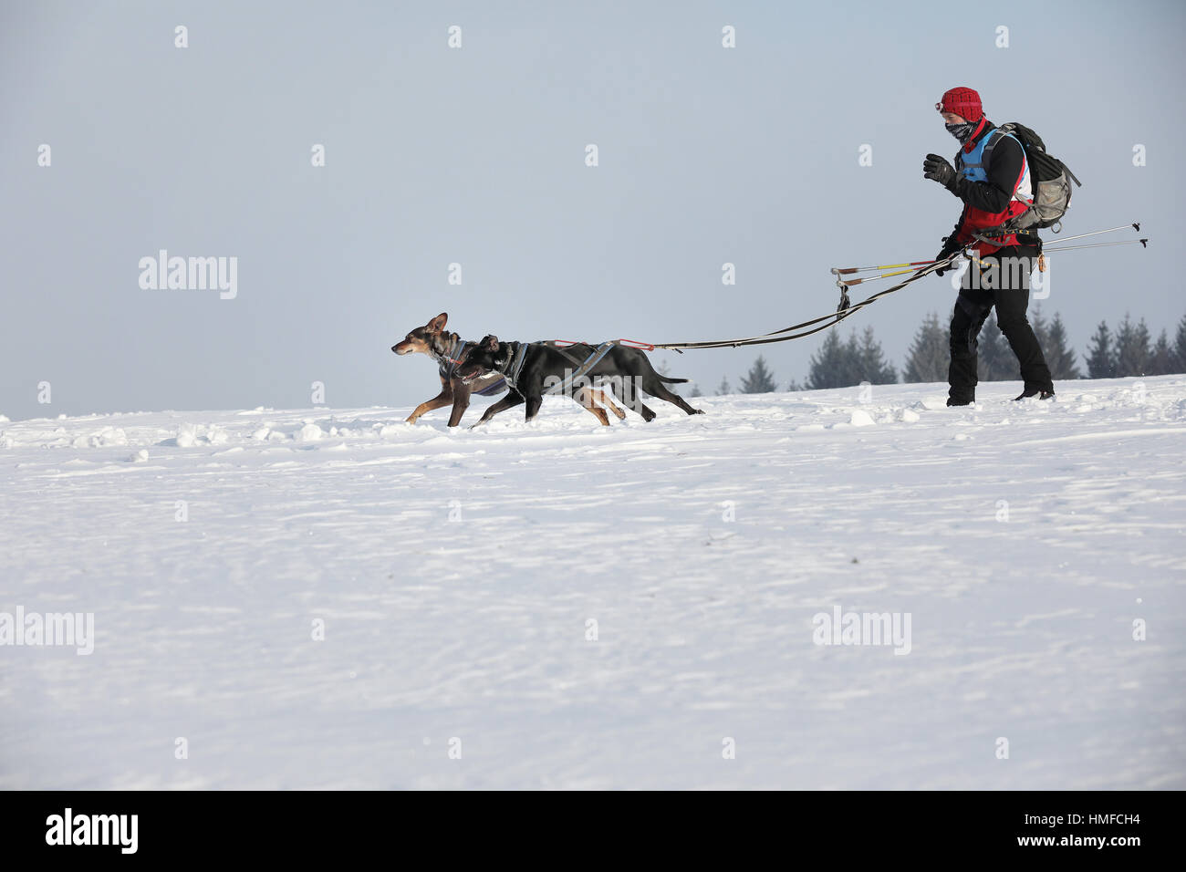 Les skieurs de fond. En ski skieur tiré par un chien dans un paysage enneigé Banque D'Images