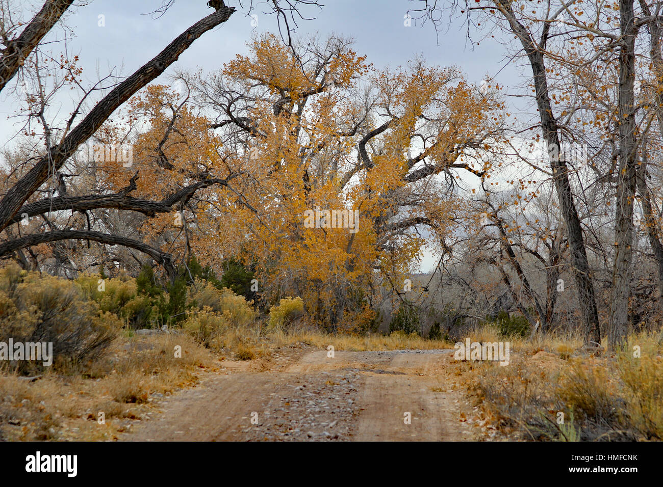 Peupliers en hiver le long d'un chemin de randonnée dans la région de Ojo Caliente, Nouveau Mexique Banque D'Images