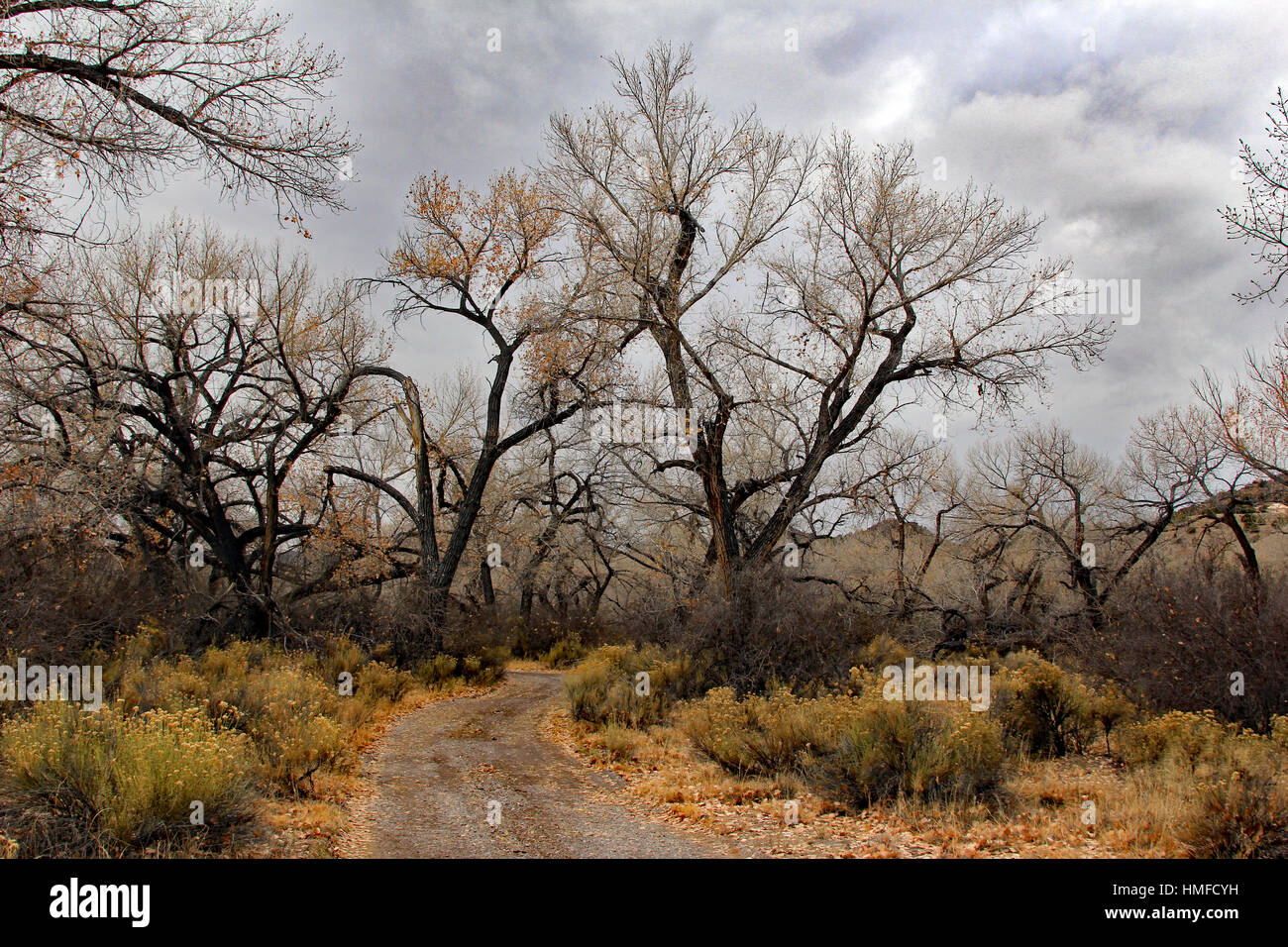 Peupliers en hiver le long d'un chemin de randonnée dans la région de Ojo Caliente, Nouveau Mexique Banque D'Images