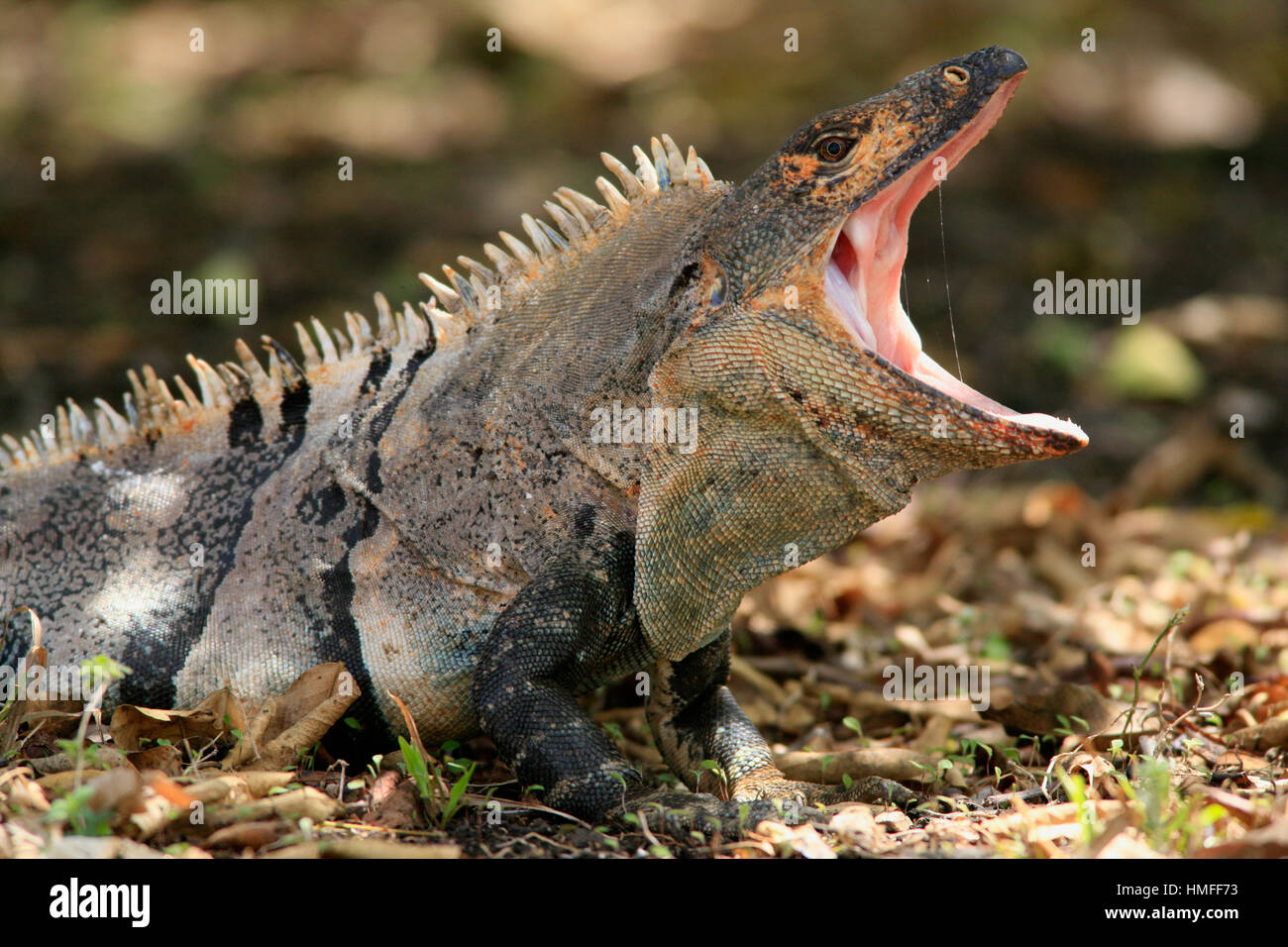 Homme l'iguane noir (Ctenosaura similis). Parc National Palo Verde, Guanacaste, Costa Rica. Banque D'Images