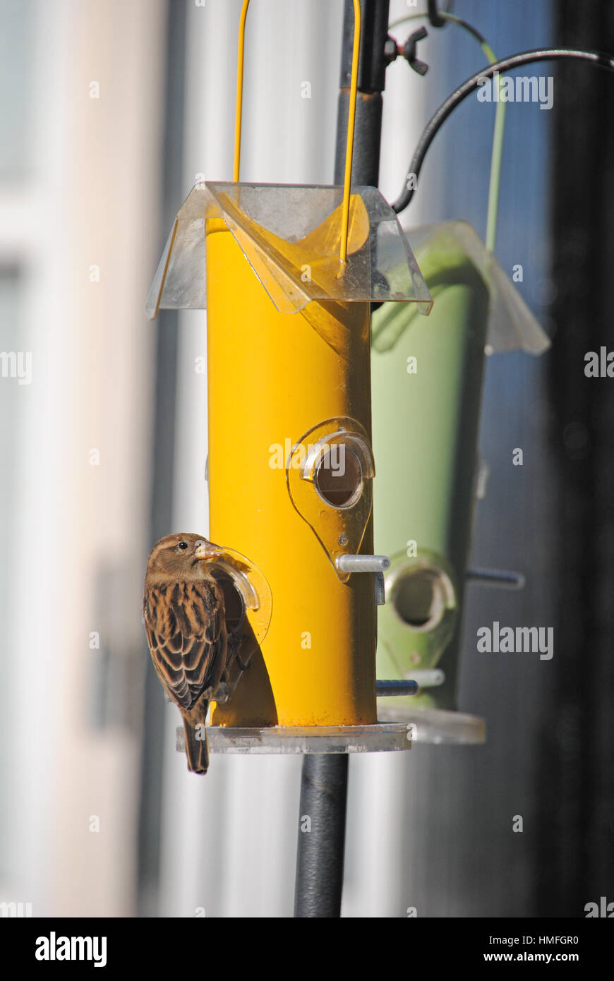 Un petit rss de finch une mangeoire en Angleterre. Banque D'Images