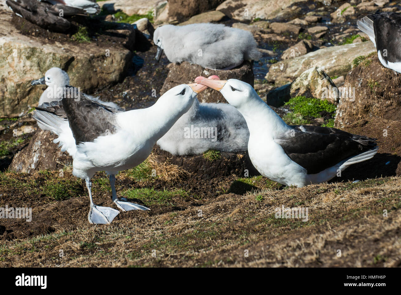 Colonie d'albatros à sourcils noirs mère de nourrir un oisillon (Thalassarche melanophris), l'Île Saunders, Malouines, l'Amérique du Sud Banque D'Images