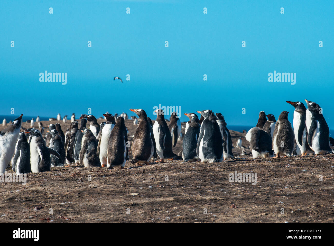 Gentoo à longue queue colonie de pingouins (Pygoscelis papua), l'Île Saunders, Malouines, l'Amérique du Sud Banque D'Images