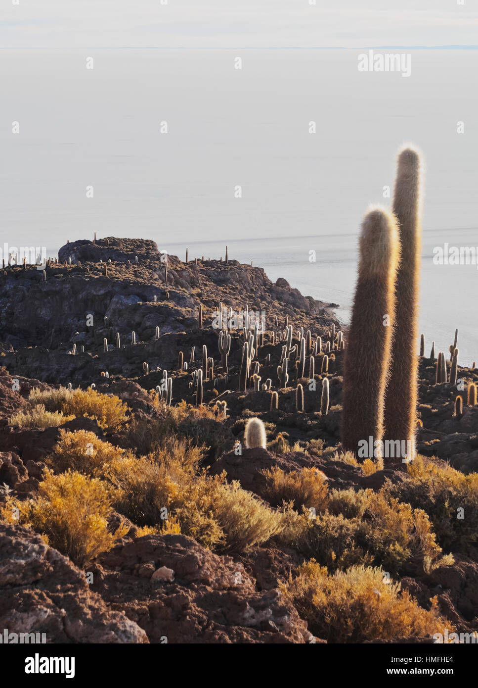 Voir l'île de Incahuasi avec son gigantesque cactus, Salar de Uyuni, Daniel Campos, Département de Potosí Province, Bolivie Banque D'Images