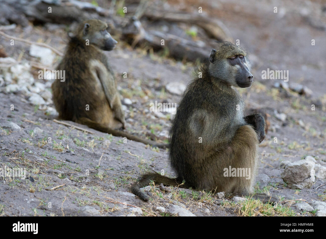 Deux babouins chacma (Papio ursinus), Parc National de Chobe, au Botswana Banque D'Images