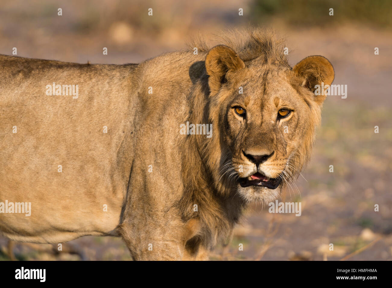 Portrait d'un lion (Panthera leo), Savuti marsh, Chobe National Park, Botswana Banque D'Images