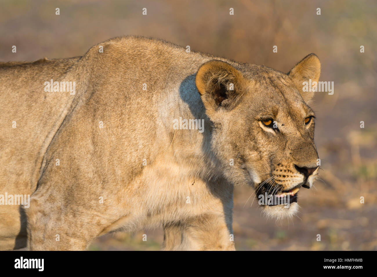 Une lionne (Panthera leo) marche, Savuti marsh, Chobe National Park, Botswana Banque D'Images