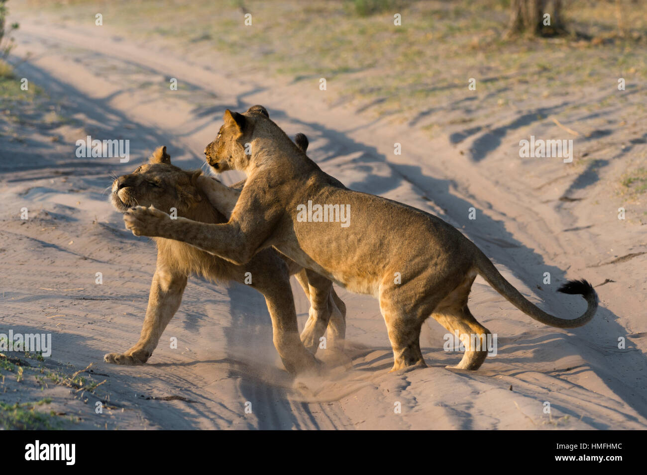 Deux lionnes (Panthera leo) de jouer, Savuti marsh, Chobe National Park, Botswana Banque D'Images